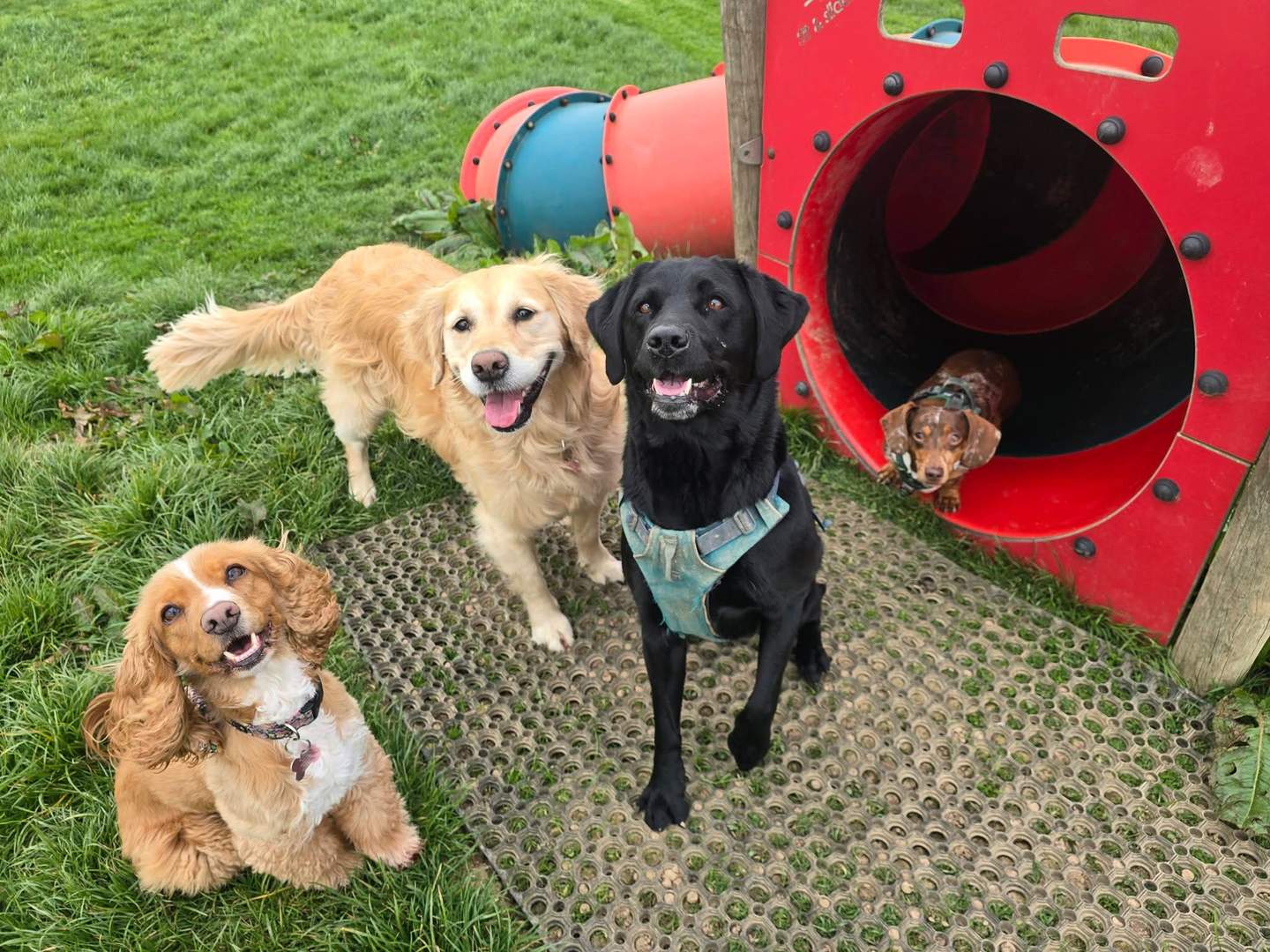 Golden retriever, black labrador, cocker spaniel and a dachshund posing together in front of a red play tunnel at Woofworthy enclosed dog field in Holsworthy