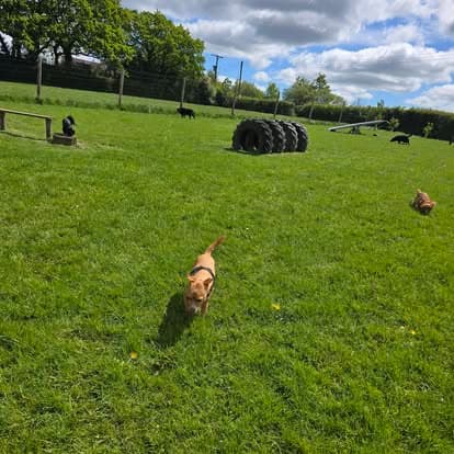 Five-plus dogs running in a wide enclosed field with tyre obstacles